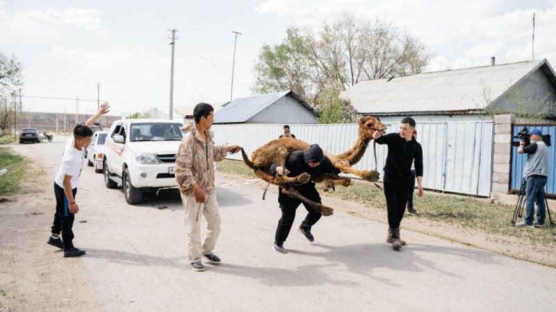 Арқада түйе, артында үш көлік. "Қазақтың алыбы" Гинесс рекордтар кітабына тағы енді