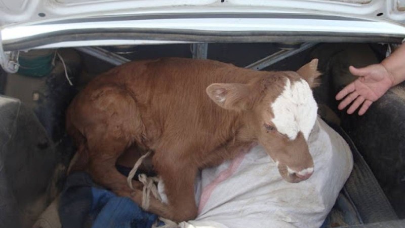 Оралда әкімдік жүргізушісі қызметтік көлікпен мал ұрлады деген күдікке ілінді