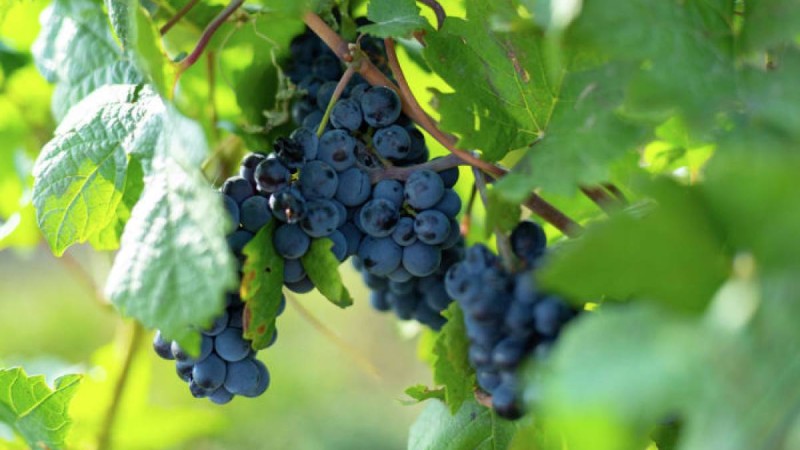 2020 жылдың жазы мен күзіне ауа райы болжамы