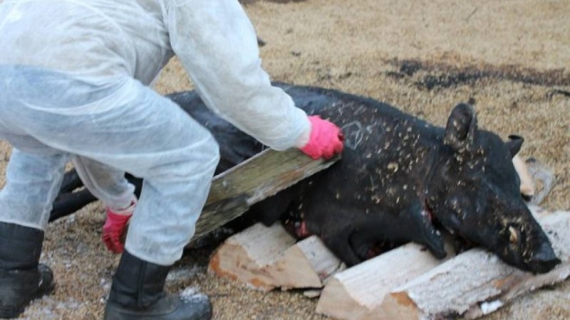 СҚО-ға жақын аймақта Африка чумасын жұқтырған доңыздар қырылып жатыр