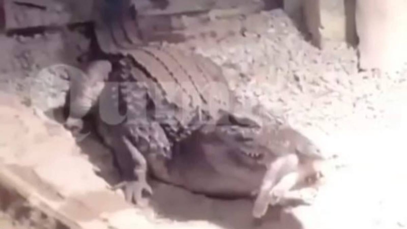 «Балалардың көзінше»: Алматы зообағында сұмдық жағдай болды (ВИДЕО)