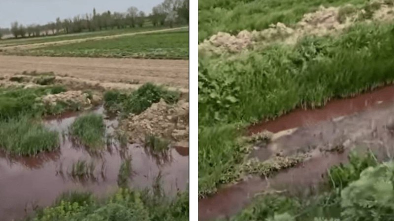 Түркістан облысында тұрғындар егінді қан аралас сумен суаруға мәжбүр