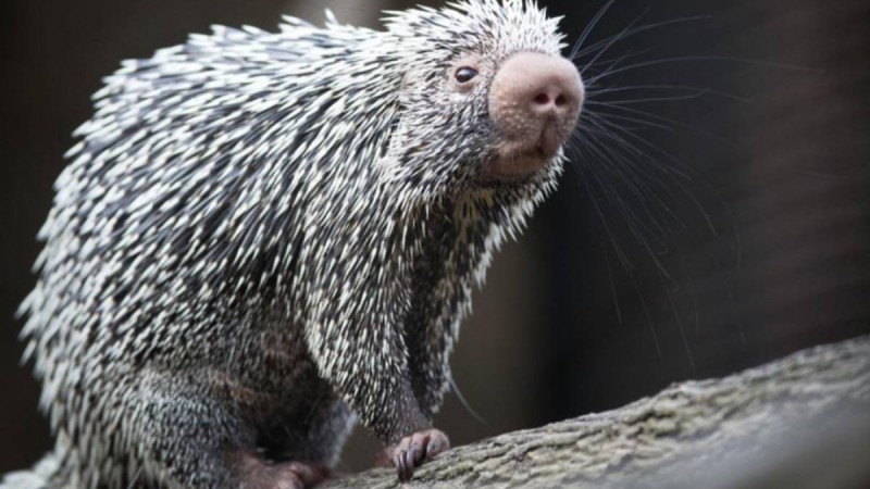 Тараз көшелерінде жүрген Қызыл кітапқа енген жануар видеоға түсіп қалған (видео)