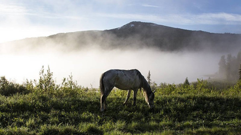 Табиғатты қорғау – мемлекеттік маңызы бар мәселе