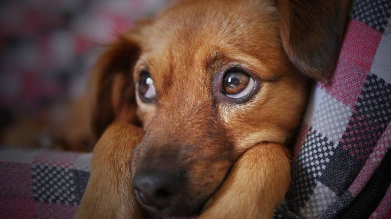 Алматы облысында итті тірідей өртеген жасөспірімдер ұсталды