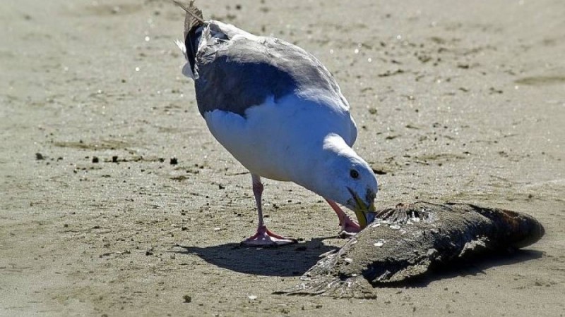 Қанат Бозымбаев Жайықта балықтардың неден қырылып жатқанын айтты