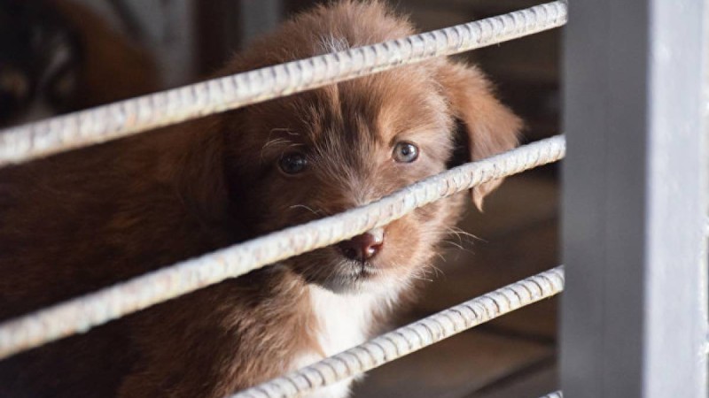 Видеоға түсірді - Алматы облысында бір топ адам күшікті тірідей өртеп жіберді