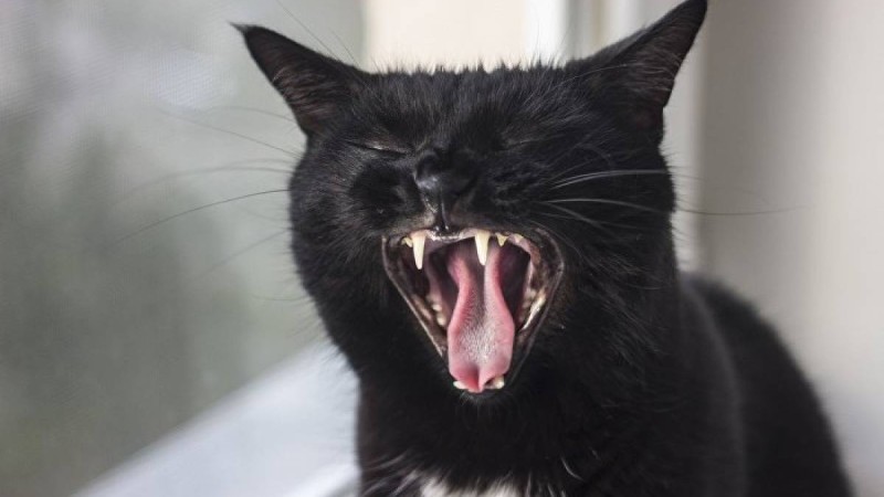 Әйел адам мысықтың кесірінен қомақты олжадан құр қала жаздады