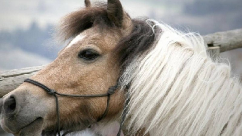 Ақтөбелік кәсіпкер Елдос Сметовті құттықтап, 100 жылқы атады