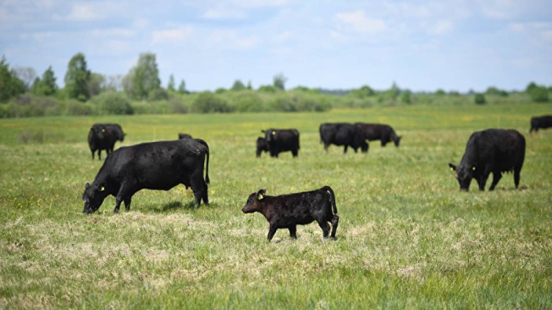 Қазақстаннан мал шығаруға толығымен тыйым салынды