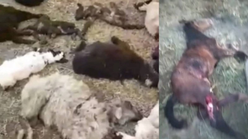 Ішін жарып тастаған: Жамбыл облысында белгісіз жыртқыш малдарға шабуылдауда