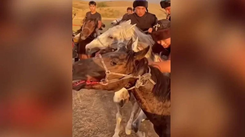 Көкпар үшін жылқының жағын жыртып жіберген: көпшілік Алматыдағы ат клубын жауапқа тартуды талап етті