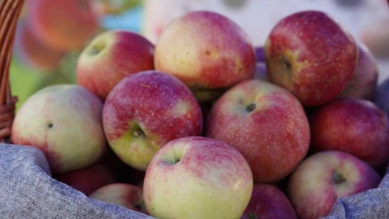 Апортты тойып жейтін күн жақын