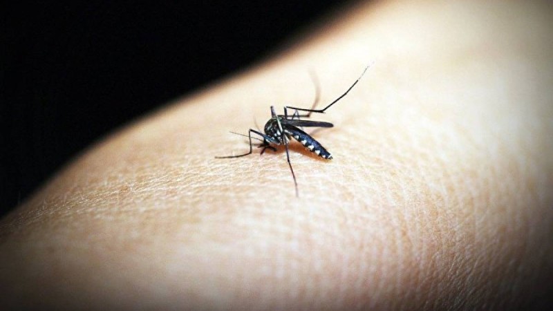 Маса шағып алған әйелдің жүрегі тоқтап қалды