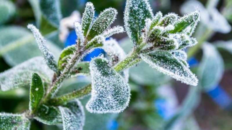 Қазақстанның алты өңіріне 1 градусқа дейін жететін үсік түседі - синоптиктер - Қазақстан жаңалықтары