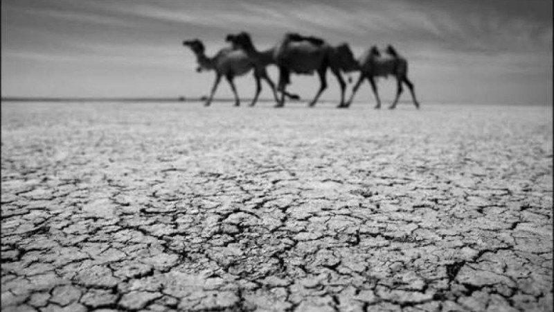 Түркістанда соңғы 35 жылда болмаған қуаңшылықтан мал қырылып жатыр