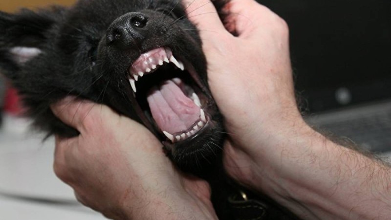 Итке шалынып құлаған әйел саусақтарынан айырылды