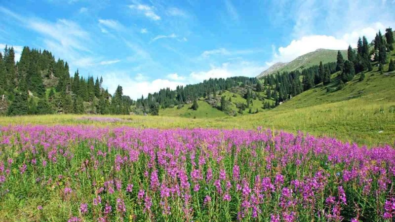 Сағынтаев үкімет басшысынан Көкжайлауды Іле Алатау ұлттық саябағына қайтаруды сұрады