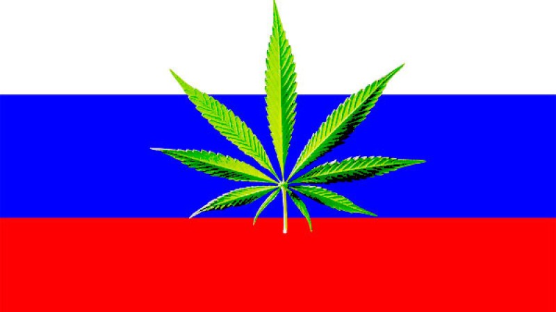 Марихуана Ресейді құртады – Путин