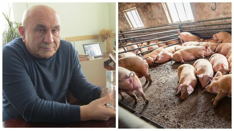 Ақтөбедегі шошқа фермасы директоры: Әкімдік біздің салықтан мектеп пен мешітті ұстап отыр