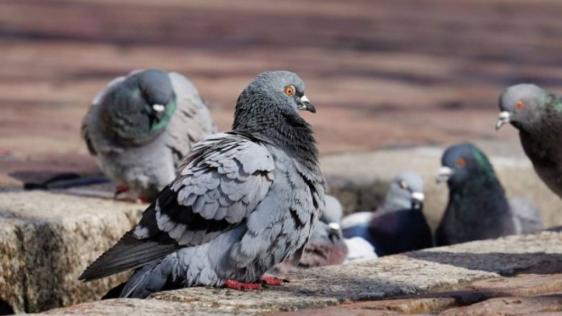 Қытай иероглифі бар көгершіндер қазақстандықтарды дүрліктірді