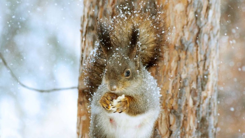 30 қаңтарға арналған ауа райы болжамы