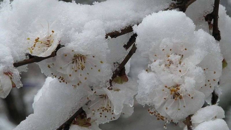 Алматы минус 5 градусқа дейін суытады: