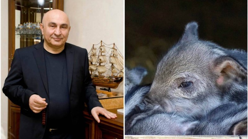 Ақтөбедегі шошқа фермасының иесі: Үкімет ферманы қазір жап десе, жауып тастаймын