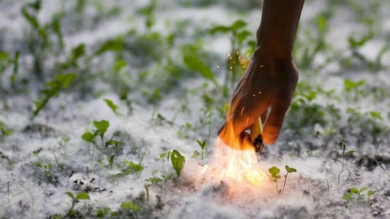 Қостанайда терек мамығының кесірінен 50-ден астам өрт шықты - Қазақстан жаңалықтары