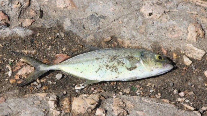 "Су қоймасында балық жаппай қырылып жатыр": желіде таралған ақпарат тексерілуде