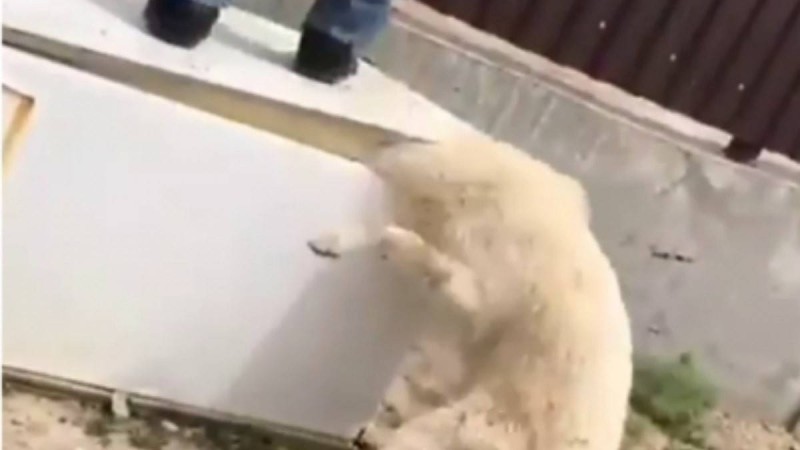 Иесі тоңазытқыштың есігімен қылқындырған иттің жағдай белгілі болды - Қазақстан жаңалықтары