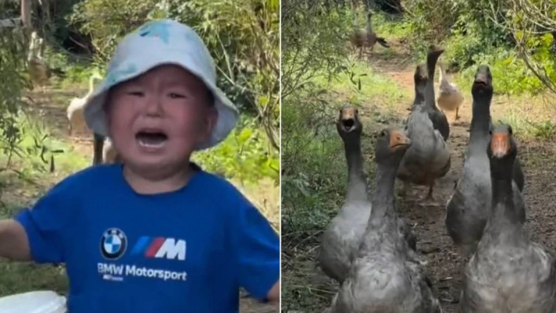 «Қаздан қашқан балаға» 100 қаз сыйға берілді