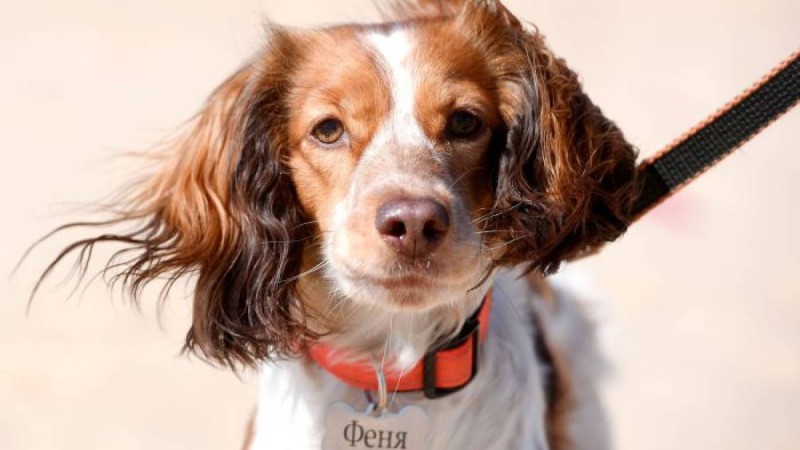 Петропавл тұрғыны итті төртінші қабаттан лақтырып жіберді