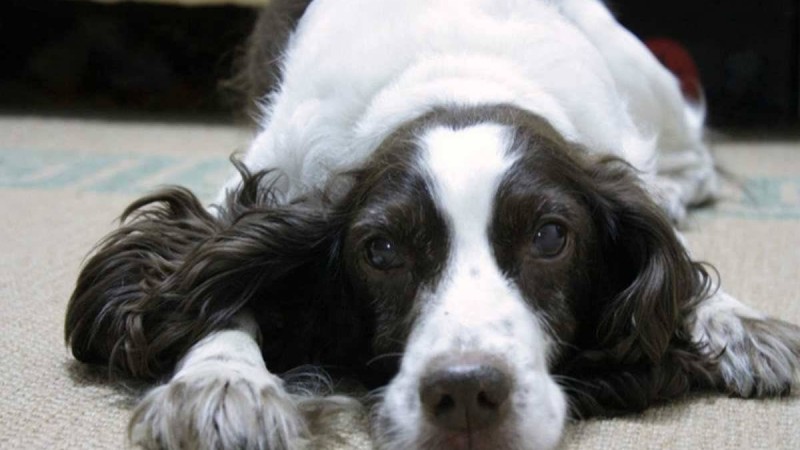 Петропавл тұрғыны итін төртінші қабаттан лақтырып жіберген - Қазақстан жаңалықтары