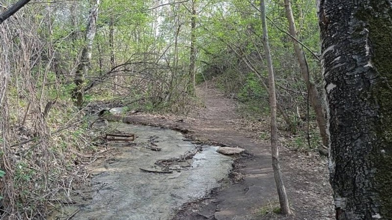 “Семей орманы” резерваты филиалының директоры ұсталды