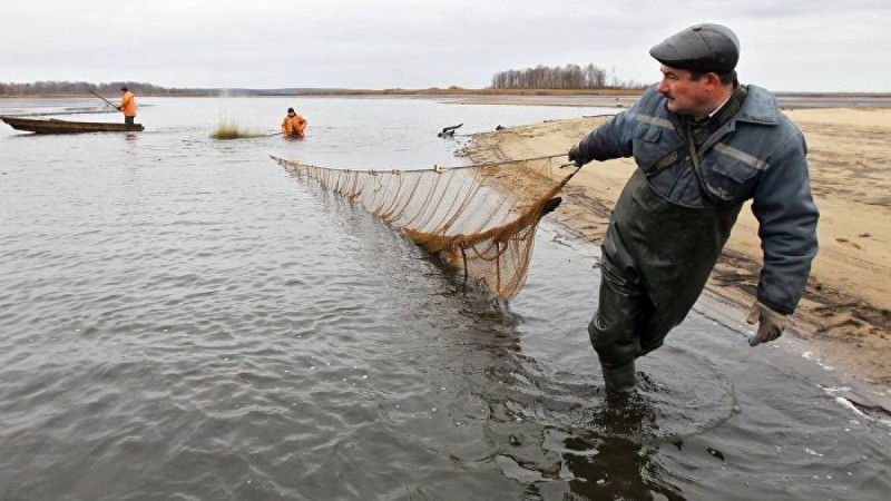 "Адамның бойымен бірдей": қармаққа алып балық түсті