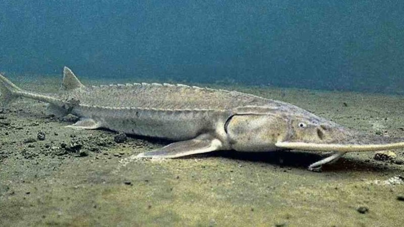 Ғалымдар Қазақстанның Қызыл кітабына енген балық түрлерінің толықтай жойылып кету қаупін мәлімдеді
Күректұмсық балығы жойылып жатыр