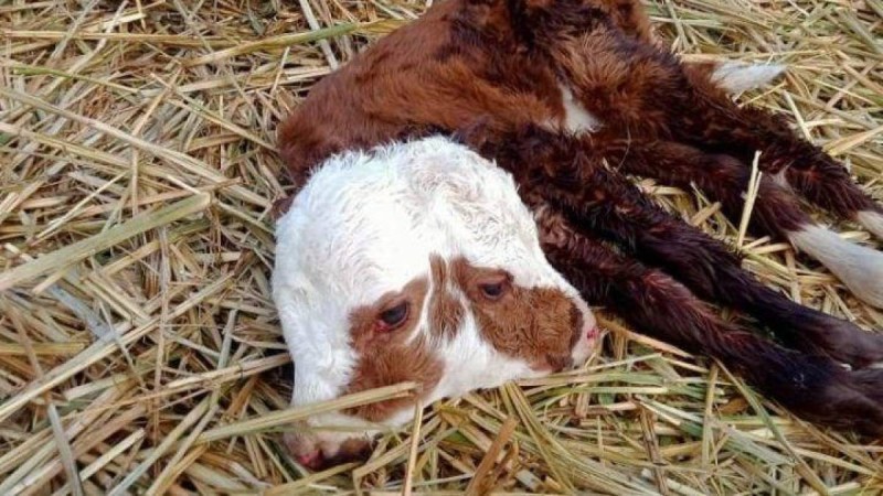 Ақтөбе облысында екі басты бұзау туылды