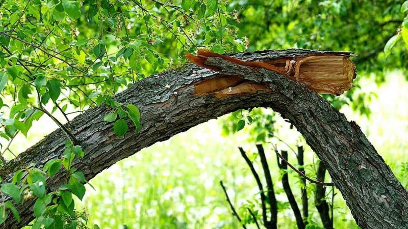 Павлодар облысында жасөспірім құлаған ағаштың астында қалып мерт болды - Қазақстан жаңалықтары