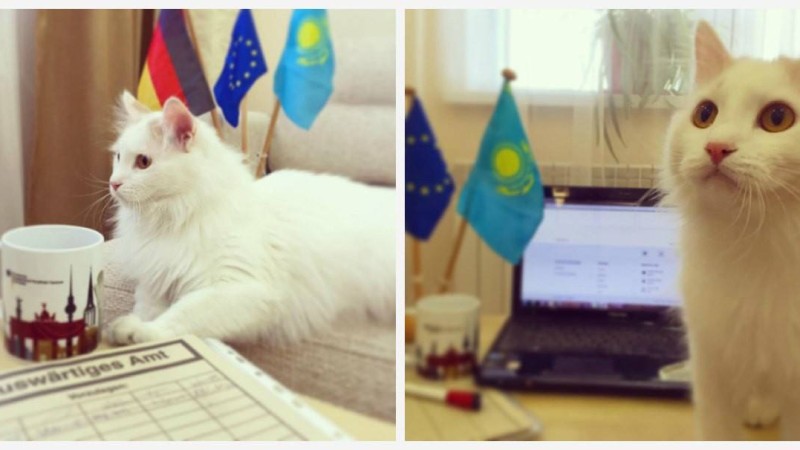 Германияның Қазақстандағы елшілігінде мысық кеңесші қызметіне тағайындалды - Қазақстан жаңалықтары