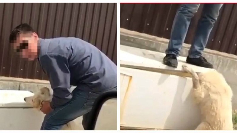 Итті тоңазытқыштың есігімен қылқындырған: ер адам өзінің әрекетін түсіндірді - Қазақстан жаңалықтары