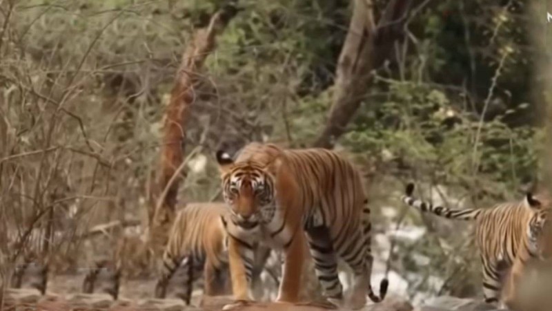 Алматы облысында жойылып кеткен Тұран жолбарысы жаңғыртылады - Қазақстан жаңалықтары