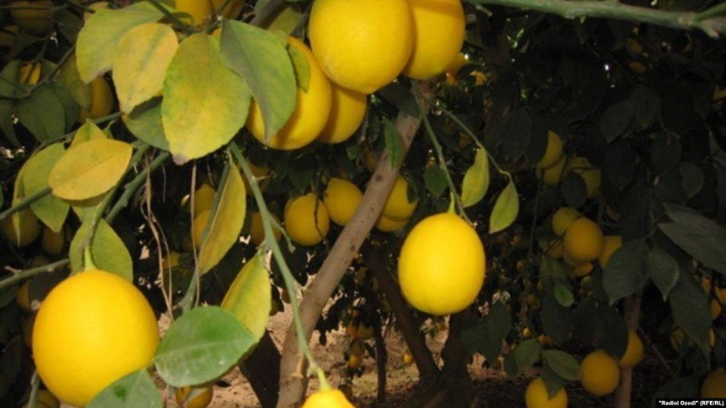 Қазақстанға экспортталатын тәжік лимоны екі есе арзандаған