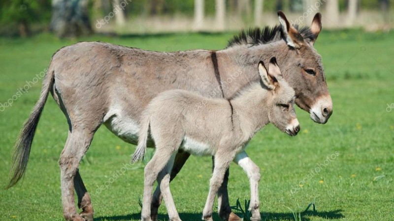 Есектің сүтін емдік мақсатта ішуге бола ма?