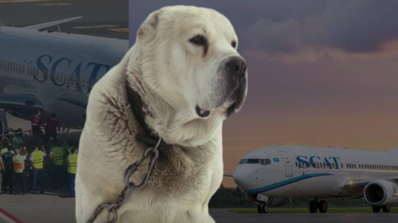 Ыстамбұлға SCAT-пен ұшып барған ит белгісіз жағдайда өліп қалды (видео)