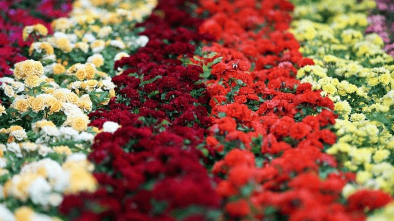 Тауар айналымы – 48,8 млн доллар: Қазақстан гүлдің қандай түрлерін экспорттайды?