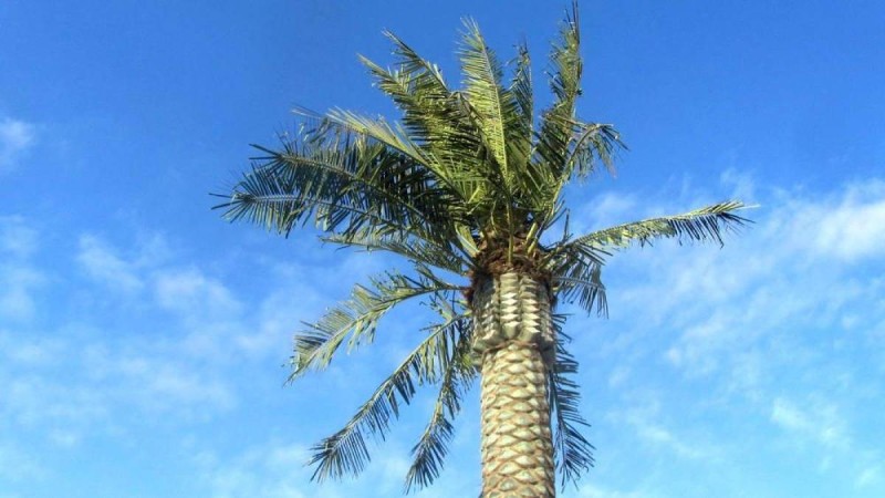 Ақтаудағы жел пластикалық пальмаларды қиратып тастады