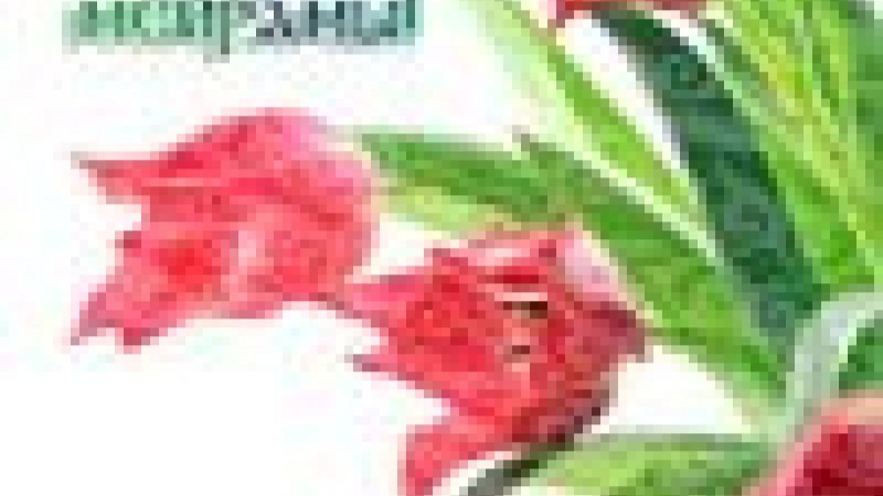 Құттықтау: Ұлыс оң болсын, Ақ мол болсын,