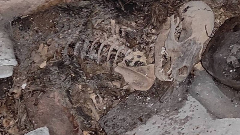 "Зорлап өлтіріп, өртеп жібереді": Алматы облысында 2 ағайындының әрекеті жұртты шошытты