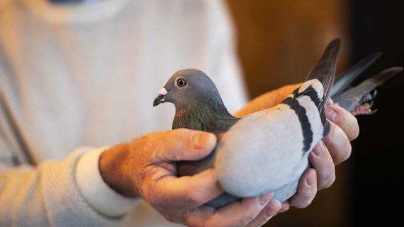 Мұндай бұрын-соңды болмаған: Бай азамат көгершінді 1,89 млн долларға сатып алды